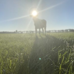 Fakansjewenning de Pastorij | Ruim landelijk vakantiehuis in Friesland