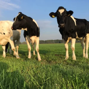 Fakansjewenning de Pastorij | Ruim landelijk vakantiehuis in Friesland